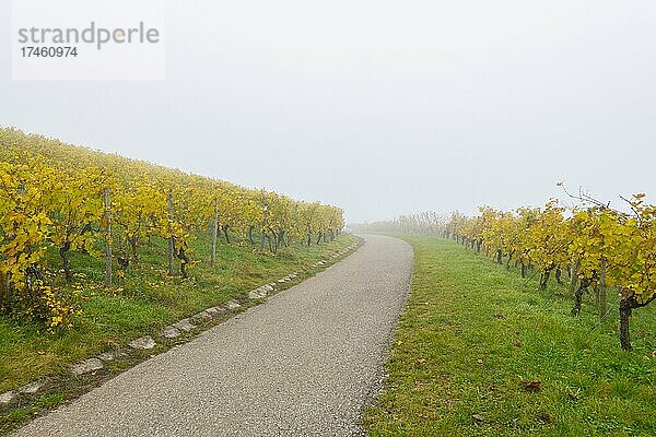 Weg durch Weinberg im Nebel  Herbst  Baden-Württemberg  Deutschland  Europa