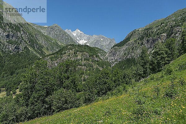 Landschaft mit dem Wannenhorn vom Wanderweg zwischen Bellwald und Aspi-Titter Hängebrücke  Fieschertal  Wallis  Schweiz  Europa