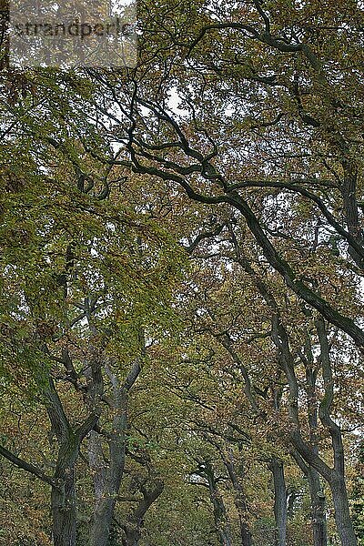 Eichenallee (Quercus robur)  Emsland  Niedersachsen  Deutschland  Europa