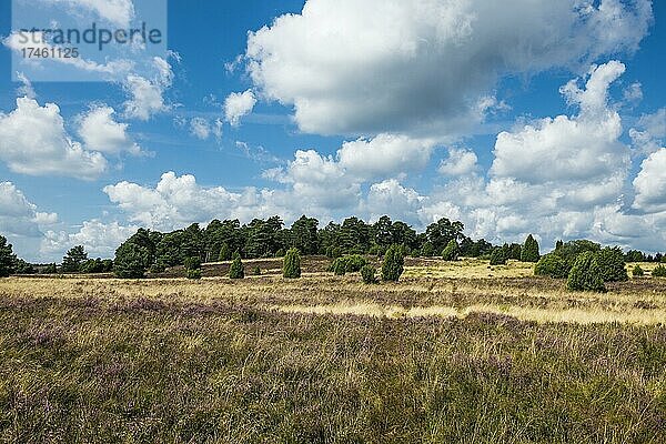 Blühende Heide  bei Niederhaverbeck  Naturpark Lüneburger Heide  Niedersachsen  Deutschland  Europa