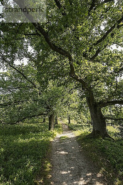 Alte Eichen und Wanderweg  Totengrund  Wilsede  Naturpark Lüneburger Heide  Niedersachsen  Deutschland  Europa