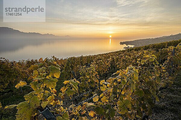 Ausblick vom Winzerdorf Epesses auf Weinberge und Genfersee  Sonnenuntergang  UNESCO Weltkulturerbe Lavaux  Waadt  Schweiz  Europa