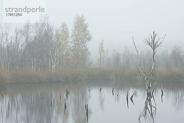 Nebel im Moor  Bargerveen  Provinz Drenthe  Niederlande  Europa