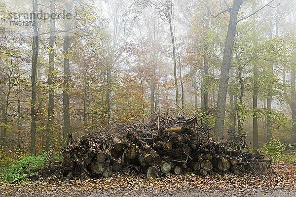 Verrottendes Holz  Buchenwald (Fagus) im Herbst  Nebel  Baden-Württemberg  Deutschland  Europa