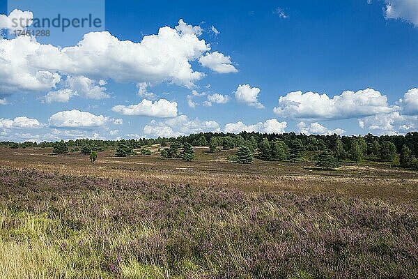 Blühende Heide  bei Niederhaverbeck  Naturpark Lüneburger Heide  Niedersachsen  Deutschland  Europa