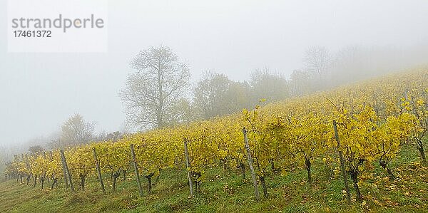 Weinberg im Nebel  Herbst  Baden-Württemberg  Deutschland  Europa
