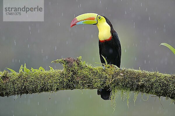 Fischertukan auch Regenbogentukan (Ramphastos sulfuratus) genannt im Regen  Boca Tapada  Costa Rica  Mittelamerika