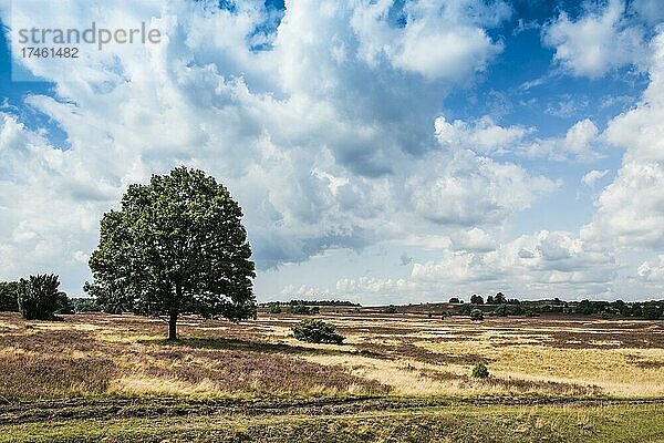 Blühende Heide  bei Niederhaverbeck  Naturpark Lüneburger Heide  Niedersachsen  Deutschland  Europa