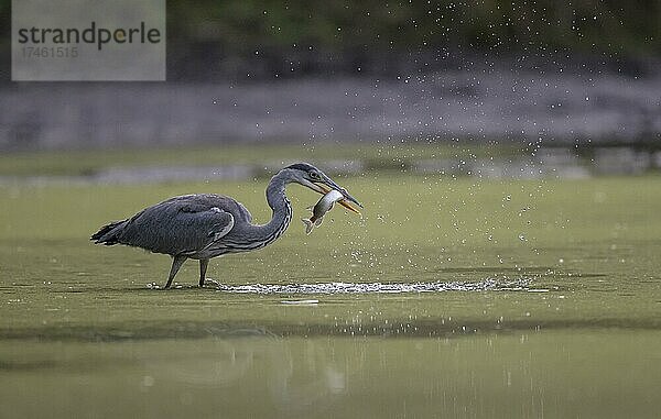 Graureiher (Ardea cinerea)  in der Uferzone mit erbeutetem Hecht  Lausitz  Sachsen  Deutschland  Europa