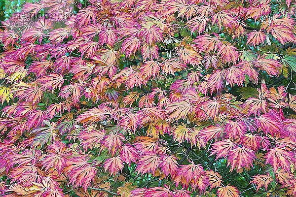 Eisenhutblättriger Ahorn (Acer japonicum Aconitifolium)  Herbstlaub  Emsland  Niedersachsen  Deutschland  Europa