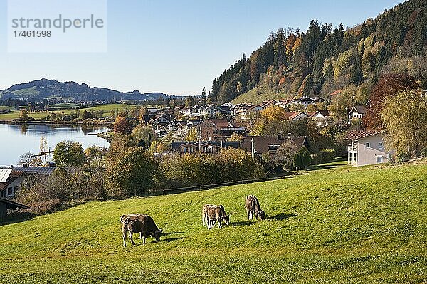 Herbstliche Stimmung am Hopfensee  Hopfen am See ist Kneipp- und Luftkurort  Allgäu  Bayern  Deutschland  Europa