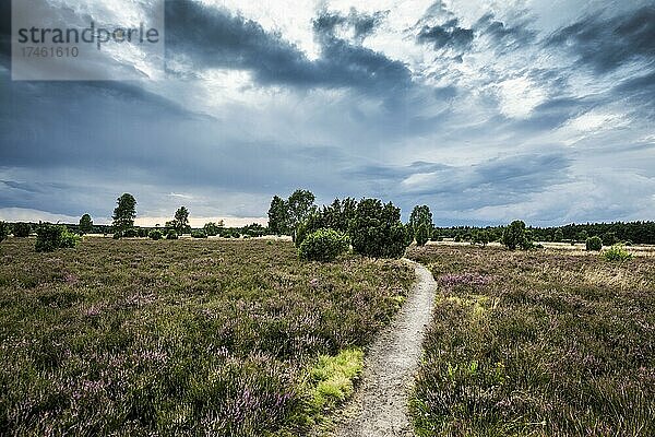 Blühende Heide und Wacholder  Wacholderheide  Faßberg  Südheide  Naturpark Lüneburger Heide  Niedersachsen  Deutschland  Europa