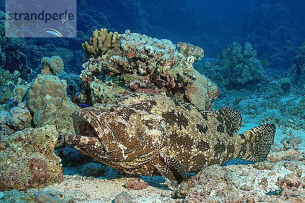 Stierkopf-Zackenbarsch (Epinephelus fuscoguttatus) liegt auf Meeresboden in Korallenriff  darüber Putzerfische (Labroides dimidiatus)  Rotes Meer  Nationalpark Ras Mohamed  Sinai  Ägypten  Afrika