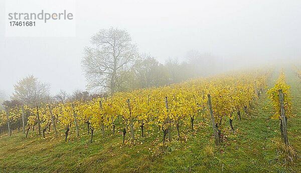 Weinberg im Nebel  Herbst  Baden-Württemberg  Deutschland  Europa