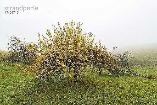 Streuobstwiese  Obstbaum im Nebel  Herbst  Baden-Württemberg  Deutschland  Europa