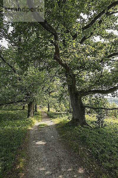 Alte Eichen und Wanderweg  Totengrund  Wilsede  Naturpark Lüneburger Heide  Niedersachsen  Deutschland  Europa