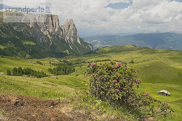 Alpenrose (Rhododendron ferrugineum) vor dem Schlern  Seiser Alm  Dolomiten  Italien  Europa