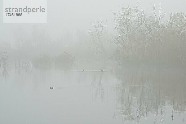 Nebel im Moor  Bargerveen  Provinz Drenthe  Niederlande  Europa
