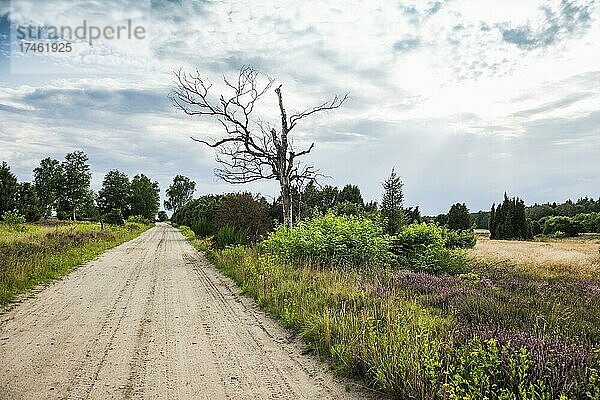 Sandstraße  Wacholderheide  Faßberg  Südheide  Naturpark Lüneburger Heide  Niedersachsen  Deutschland  Europa