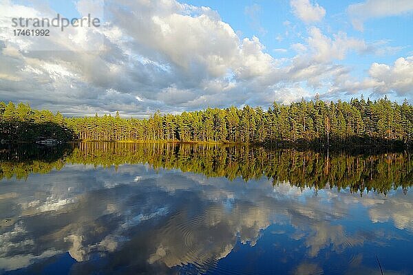Bäume spiegeln sich im Wasser eines ruhigen See  Bohuslän  Skandinavien