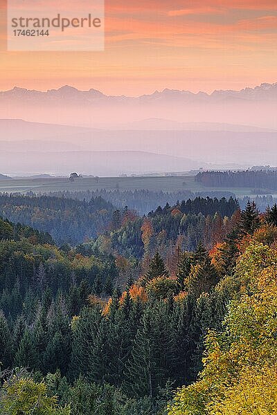 Herbstlicher Sonnenaufgang mit Nebelschwaden über dem hügeligen Mittelland  Schweizer Alpen im Hintergund  Aussicht von Höchenschwand im Schwarzwald  Deutschland  Europa