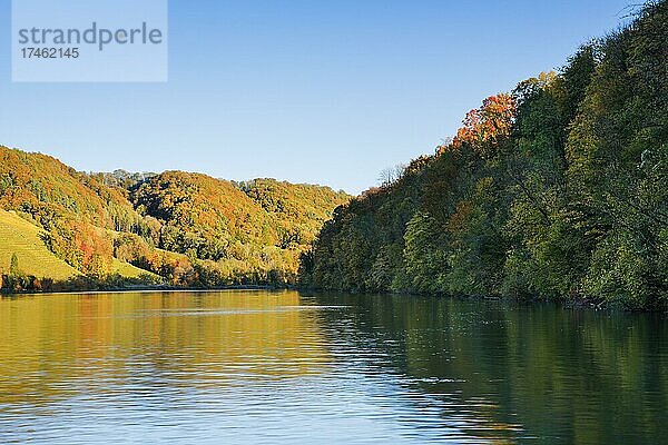 Blick vom Flussufer bei Eglisau auf den von buntem Herbstwald gesäumten Rhein  Kanton Zürich  Schweiz  Europa