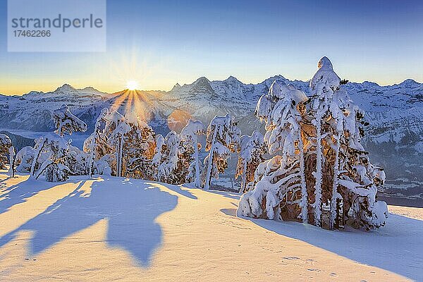 Winterliche Aussicht vom Niederhorn bei Sonnenaufgang  Blick zu den Berner Alpen mit Eiger  Mönch und Jungfrau und tief verschneite Fichten im Vordergrund  Kanton Bern  Schweiz  Europa