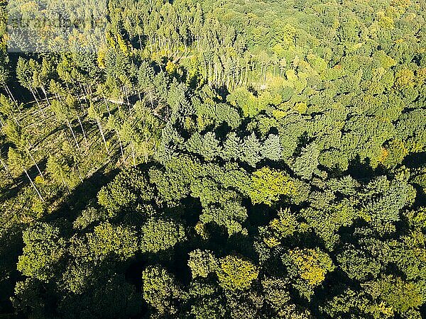 Drohnenaufnahme  herbstlicher Wald bei Marienrode  Kreis Hildesheim  Niedersachsen  Deutschland  Europa