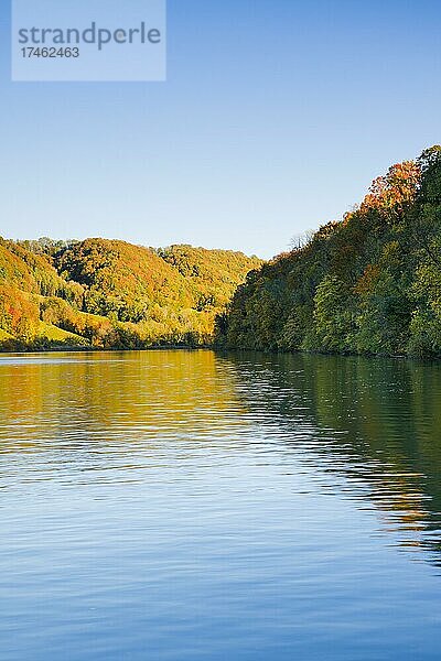 Blick vom Flussufer bei Eglisau auf den von buntem Herbstwald gesäumten Rhein  Kanton Zürich  Schweiz  Europa