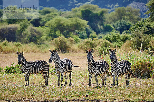 vier Zebras (Equus quagga) im Lake Manyara National Park  Mto wa Mbu  Tansania  Afrika |four Zebra (Equus quagga) in Lake Manyara National Park  Mto wa Mbu  Tanzania  Africa|