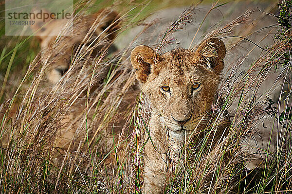 junger Löwe  Panthera Leo  Serengeti Nationalpark  UNESCO-Weltkulturerbe  Tansania  Afrika |young lion  Panthera leo  Serengeti National Park  UNESCO world heritage site  Tanzania  Africa|