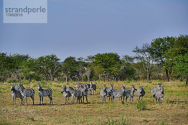 Eine Herde von Steppenzebras (Equus Quagga) im Serengeti Nationalpark  Tansania  Afrika |A herd of plains zebras (Equus quagga) in Serengeti National Park  Tanzania  Africa|