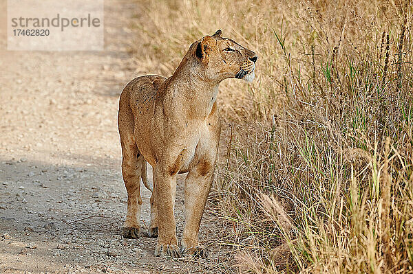 Loewin (Loewe  Panthera leo) auf der Pirsch  Tarangire National Park  Tansania  Afrika |lioness (lion  Panthera leo)on the prowl  Tarangire National Park  Tanzania  Africa|