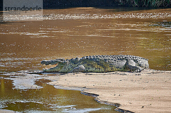 riesige Nilkrokodil  Crocodylus niloticus  am Ufer des Flusses Mara  Serengeti Nationalpark  Tansania |huge Nile crocodile  Crocodylus niloticus  on river bank of Mara river  Serengeti National Park  Tanzania|
