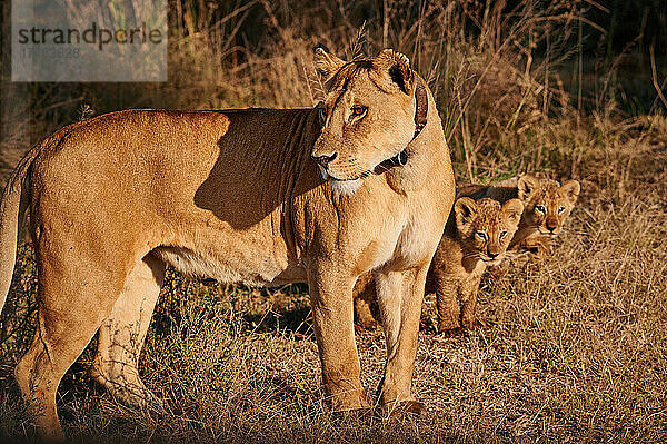 Lioness with cubs  Panthera leo  Serengeti National Park  UNESCO world heritage site  Tanzania  Africa|