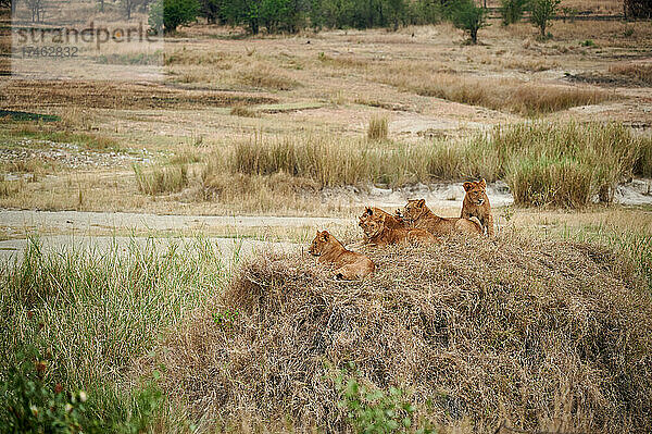 Gruppe von Löwenbabys  Panthera Leo  Serengeti Nationalpark  UNESCO-Weltkulturerbe  Tansania  Afrika |group of lion cubs  Panthera leo  Serengeti National Park  UNESCO world heritage site  Tanzania  Africa|
