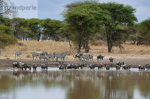 Herde von Gnus und Zebras (Equus quagga) an einem Wasserloch im Tarangire National Park  Tansania  Afrika |herd of wildebeest and plains zebra (Equus quagga) at waterhole  Tarangire National Park  Tanzania  Africa|