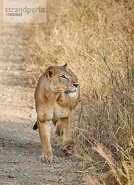 Loewin (Loewe  Panthera leo) auf der Pirsch  Tarangire National Park  Tansania  Afrika |lioness (lion  Panthera leo)on the prowl  Tarangire National Park  Tanzania  Africa|