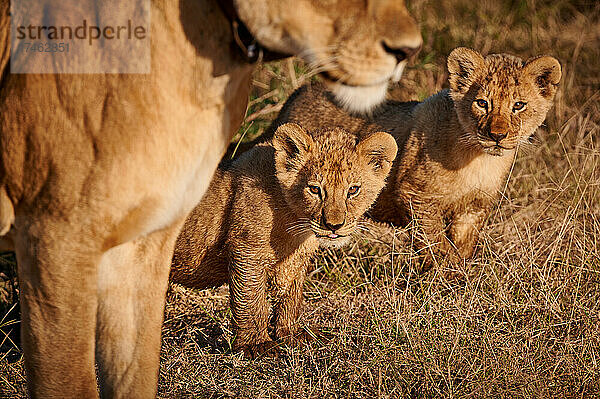 Löwenbabies  Panthera Leo  Serengeti Nationalpark  UNESCO-Weltkulturerbe  Tansania  Afrika |lion cubs  Panthera leo  Serengeti National Park  UNESCO world heritage site  Tanzania  Africa|