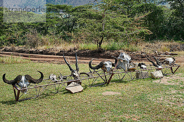 Schaedel verschiedener Tierarten mit Geweihen am Kleins gate  Serengeti National Park  Tansania  Afrika |Skulls of different animal species with antlers at Kleins gate  Serengeti National Park  Tanzania  Africa|