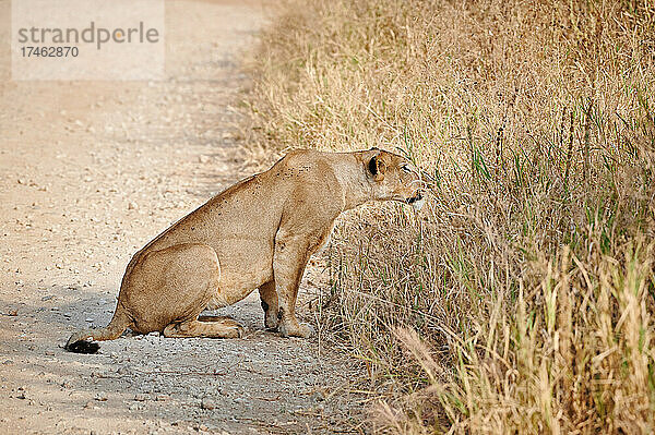 Loewin (Loewe  Panthera leo) auf der Pirsch  Tarangire National Park  Tansania  Afrika |lioness (lion  Panthera leo)on the prowl  Tarangire National Park  Tanzania  Africa|