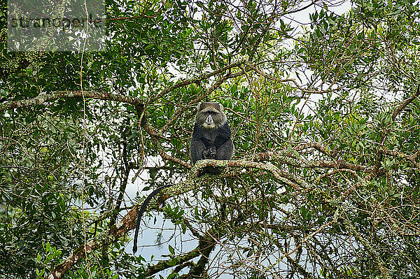Diademmeerkatze (Cercopithecus mitis) sitzt auf einem Ast  Arusha Nationalpark  Tansania  Afrika |blue monkey or diademed monkey (Cercopithecus mitis) sitting on a branch  Arusha National Park  Tanzania Africa|