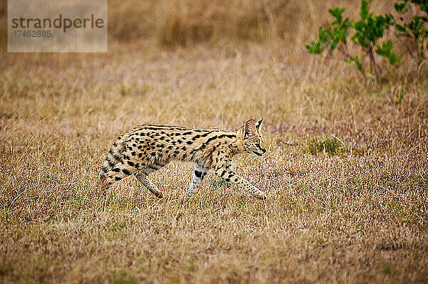 Serval Jungtier (Leptailurus serval)  Serengeti National Park  Tansania  Afrika |Serval cub (Leptailurus serval)  Serengeti National Park  Tanzania  Africa|