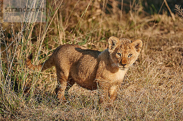 Löwenbaby  Panthera Leo  Serengeti Nationalpark  UNESCO-Weltkulturerbe  Tansania  Afrika |lion cub  Panthera leo  Serengeti National Park  UNESCO world heritage site  Tanzania  Africa|