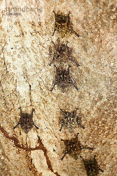 Gruppe von Nasenfledermaeusen (Rhynchonycteris naso) haengen an einem Baum des Rio Bebedero  Costa Rica  Zentralamerika |Proboscis bats or long-nosed bats (Rhynchonycteris naso) resting on a tree trunk over Rio Bebedero  Costa Rica  Central America|