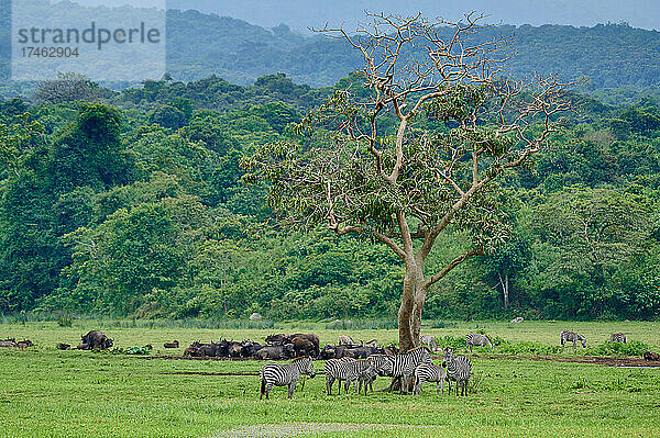 Steppenzebra (Equus quagga) und Kaffernbueffel (Syncerus caffer) in little Serengeti  Arusha Nationalpark  Tansania  Afrika |Plains zebra (Equus quagga) und African buffalo or Cape buffalo (Syncerus caffer) in little Serengeti  Arusha National Park  Tanzania  Africa|
