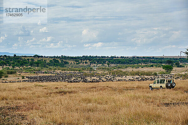 Auto beobachtet Weißbartgnus (Connochaetes mearnsi) auf der grossen Migration durch den Serengeti National Park  Tansania  Afrika |safari car watching blue wildebeest (Connochaetes mearnsi) on great migration thru Serengeti National Park  Tanzania  Africa|