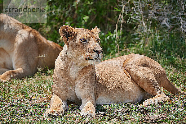 Loewinen (Loewe  Panthera leo) im Lake Manyara National Park  Mto wa Mbu  Tansania  Afrika |lioness (lion  Panthera leo) in Lake Manyara National Park  Mto wa Mbu  Tanzania  Africa|