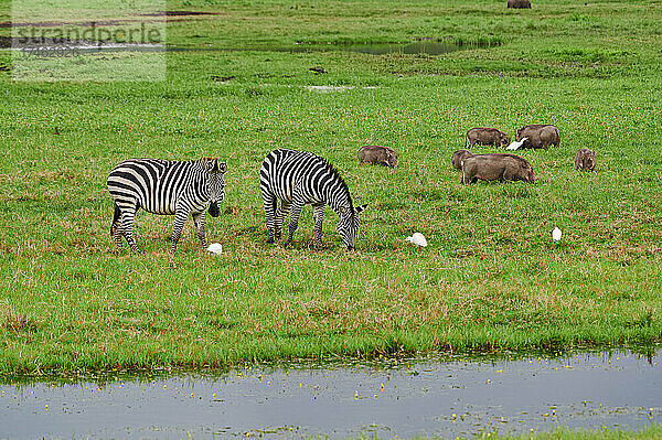 Steppenzebras (Equus quagga) und Warzenschwein (Phacochoerus africanus) in little Serengeti  Arusha Nationalpark  Tansania  Afrika |Plains zebra (Equus quagga) and Warzenschwein (Phacochoerus africanus) in little Serengeti  Arusha National Park  Tanzania  Africa|