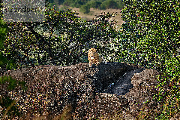 riesiger männlicher Löwe auf einem Kopje  Serengeti Nationalpark  UNESCO-Weltkulturerbe  Tansania  Afrika |huge male lion on a kopje  Serengeti National Park  UNESCO world heritage site  Tanzania  Africaa|